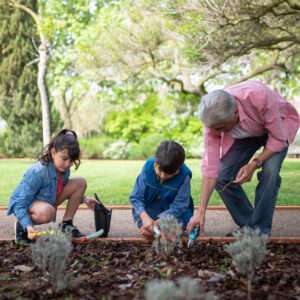Image showing grandfather helping grandchildren plant some shrubs