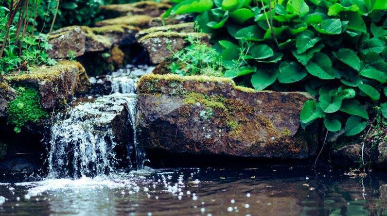 waterfalls near plants