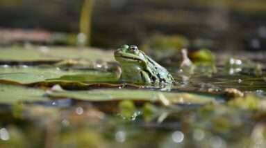 green frog on water during daytime