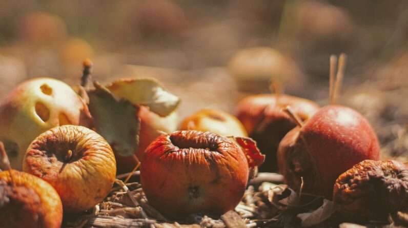selective focus photography of dried fruits on field