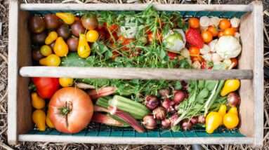 yellow and red tomatoes on green plastic crate