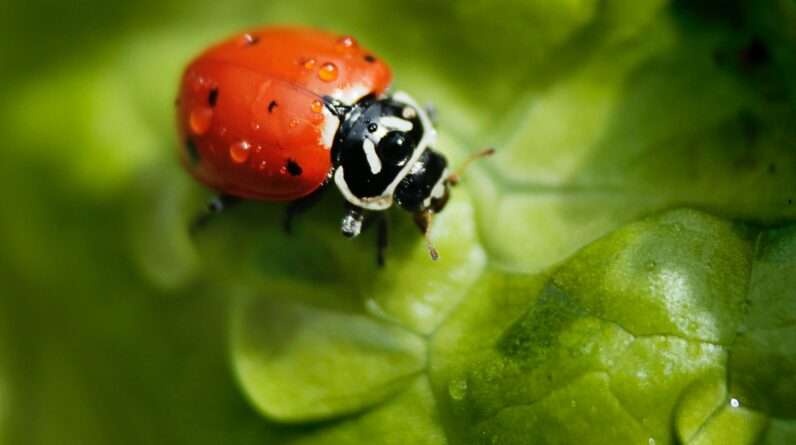 red and black ladybug on green leaf