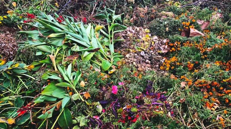 green and yellow plant on ground