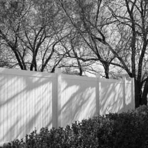 grayscale photo of trees near white wall