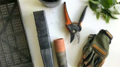 black pruning shears beside green gloves