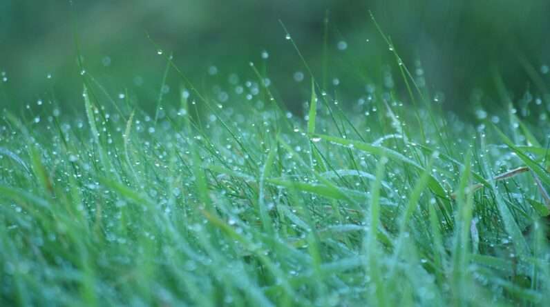 close up of grass