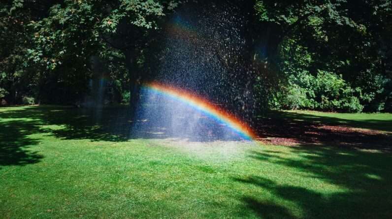 Rainbow surrounded by trees