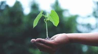 year round gardening in sustainable greenhouses