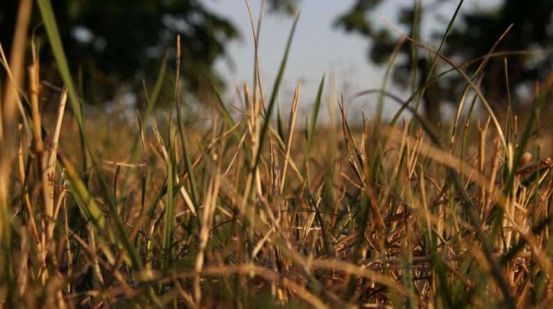 close up of grass