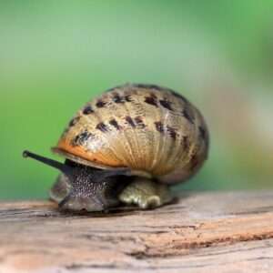 a snail is sitting on a piece of wood