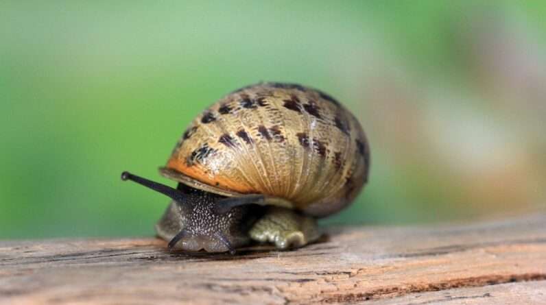 a snail is sitting on a piece of wood