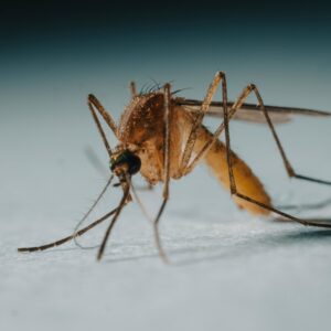 a close up of a mosquito on a white surface