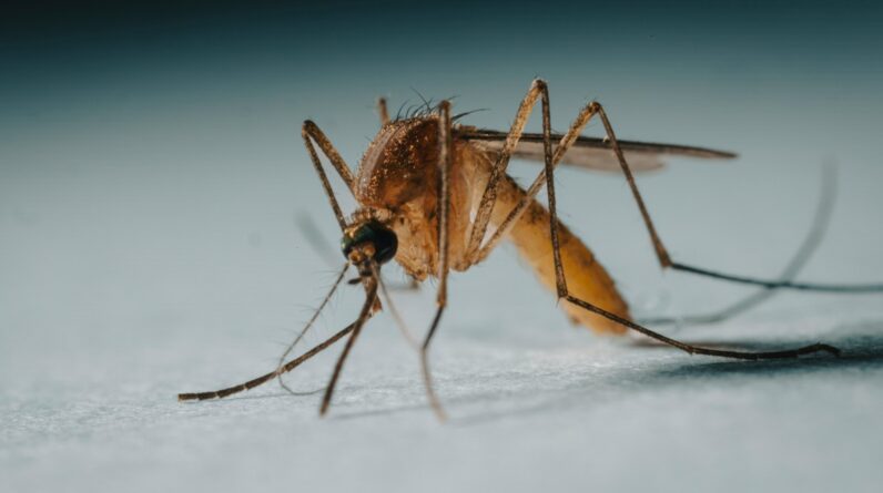 a close up of a mosquito on a white surface